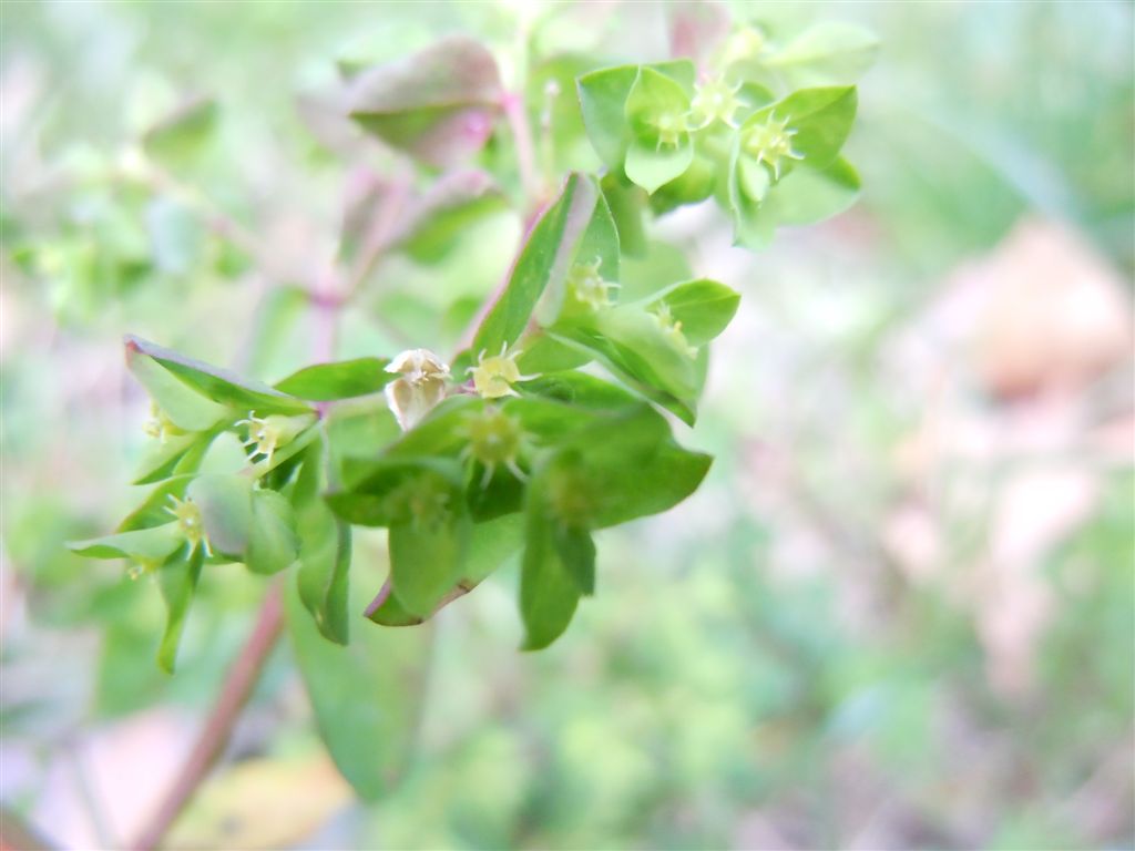 Euphorbia peplus / Euforbia minore